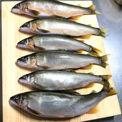 鮎。