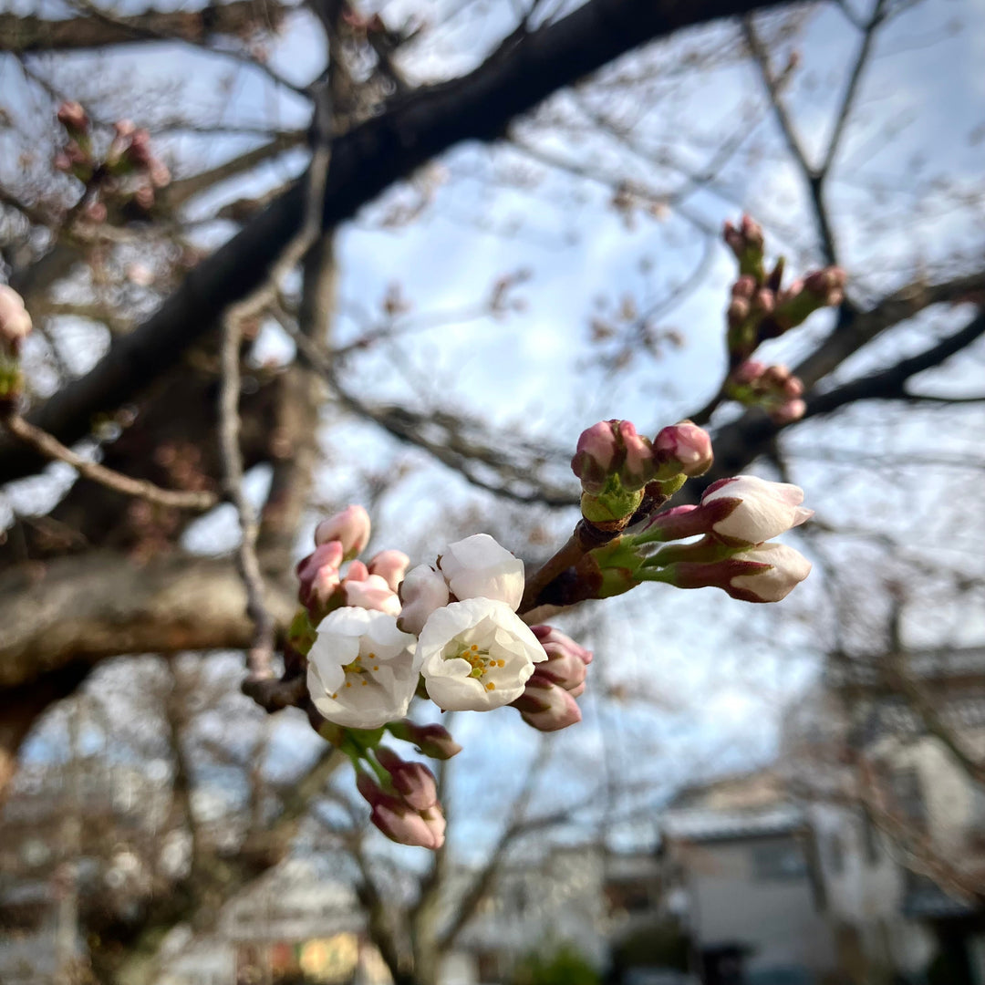 桃園町、桜開花宣言！