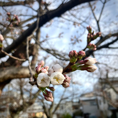桃園町、桜開花宣言！