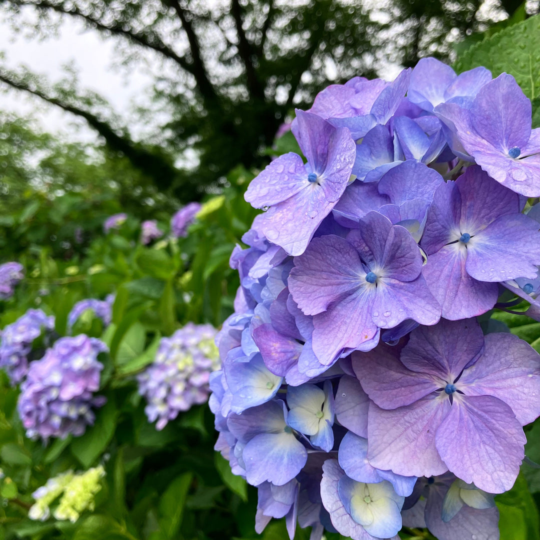 春は桜、そして初夏はアジサイを楽しんでおります！