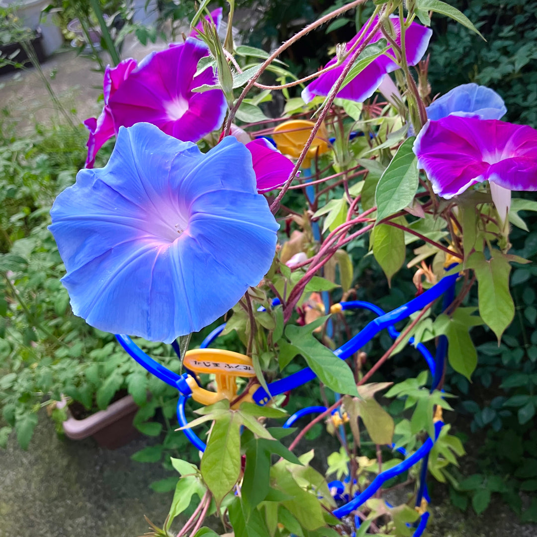 夏休み気分。