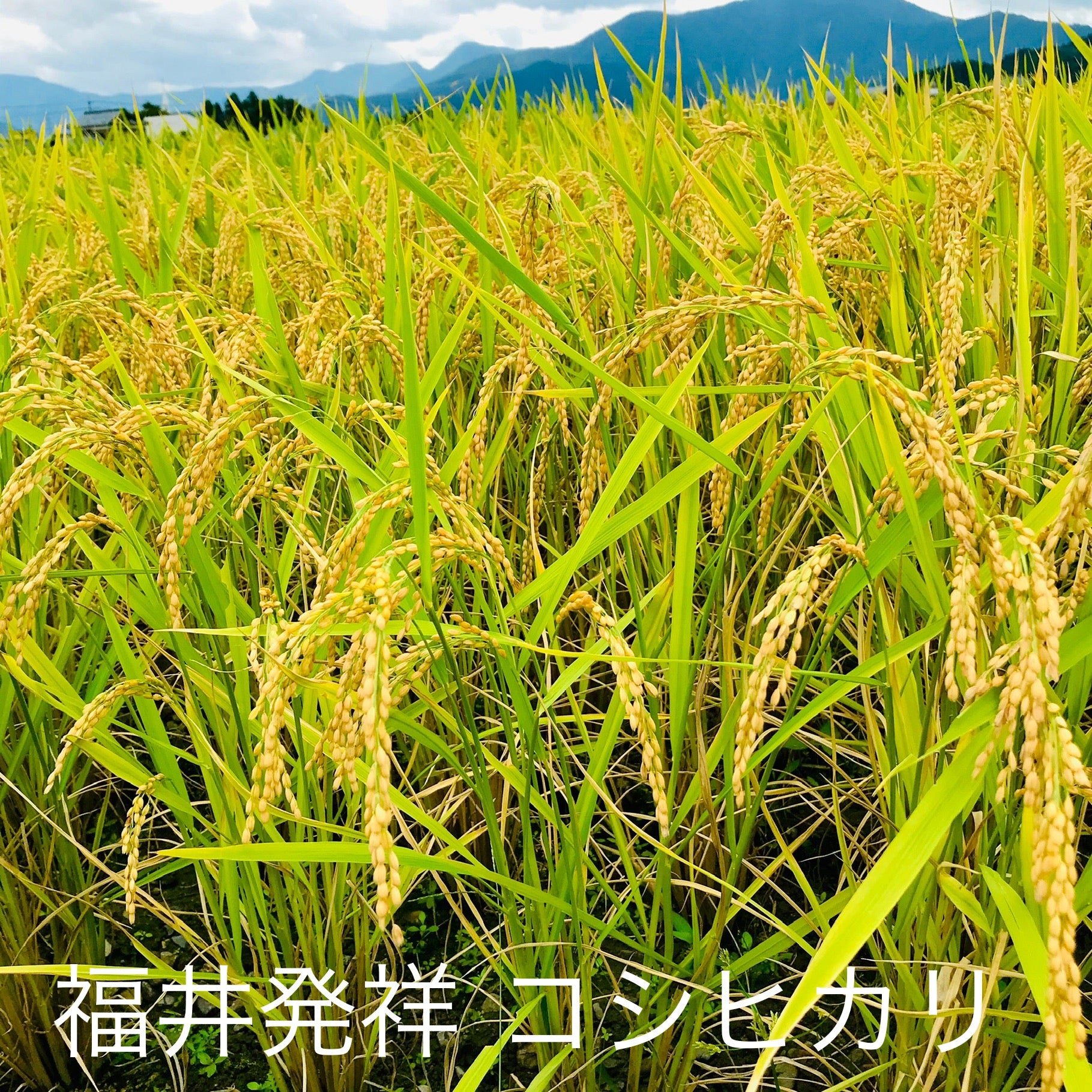福千歳】THE 純米セット – 山廃の日本酒蔵「福千歳」田嶋酒造株式会社