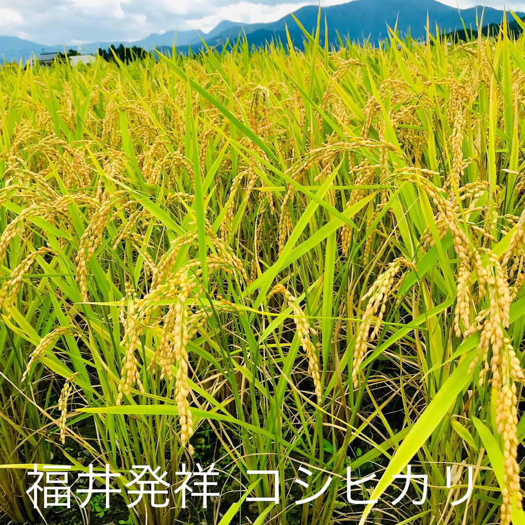 これぞ、お米が織りなす奇跡【素晴らしき純米酒SET】