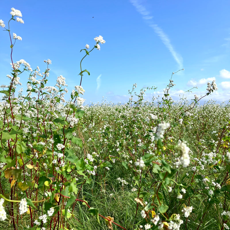 蕎麦冷酒 【葛飾北斎アートラベル】720ml (NEW)