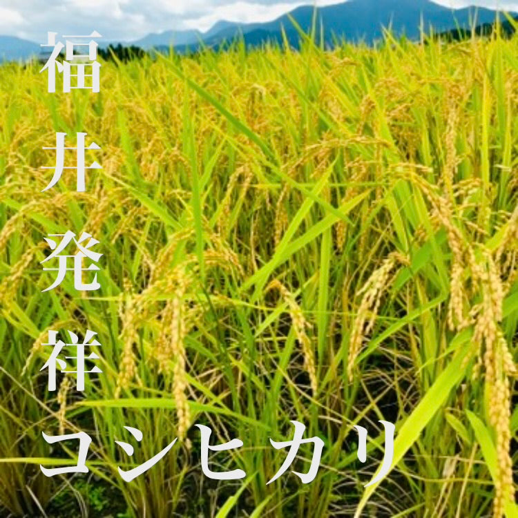 （飲むコシヒカリ）PURE RICE WINE【純米ワイン】720ml