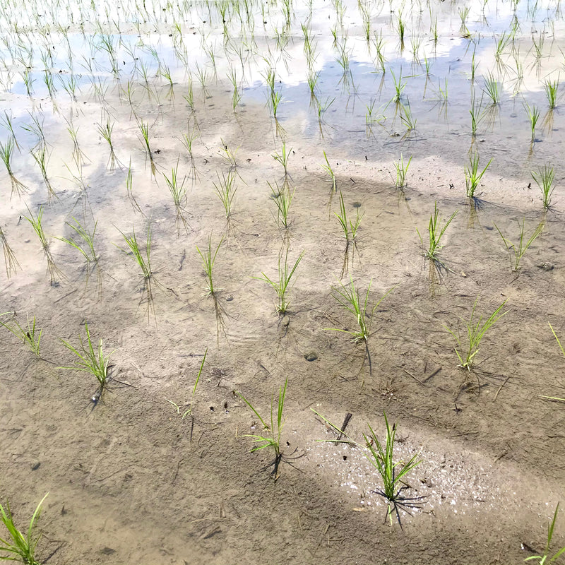 福【山廃純米大吟醸 2022】1.8L