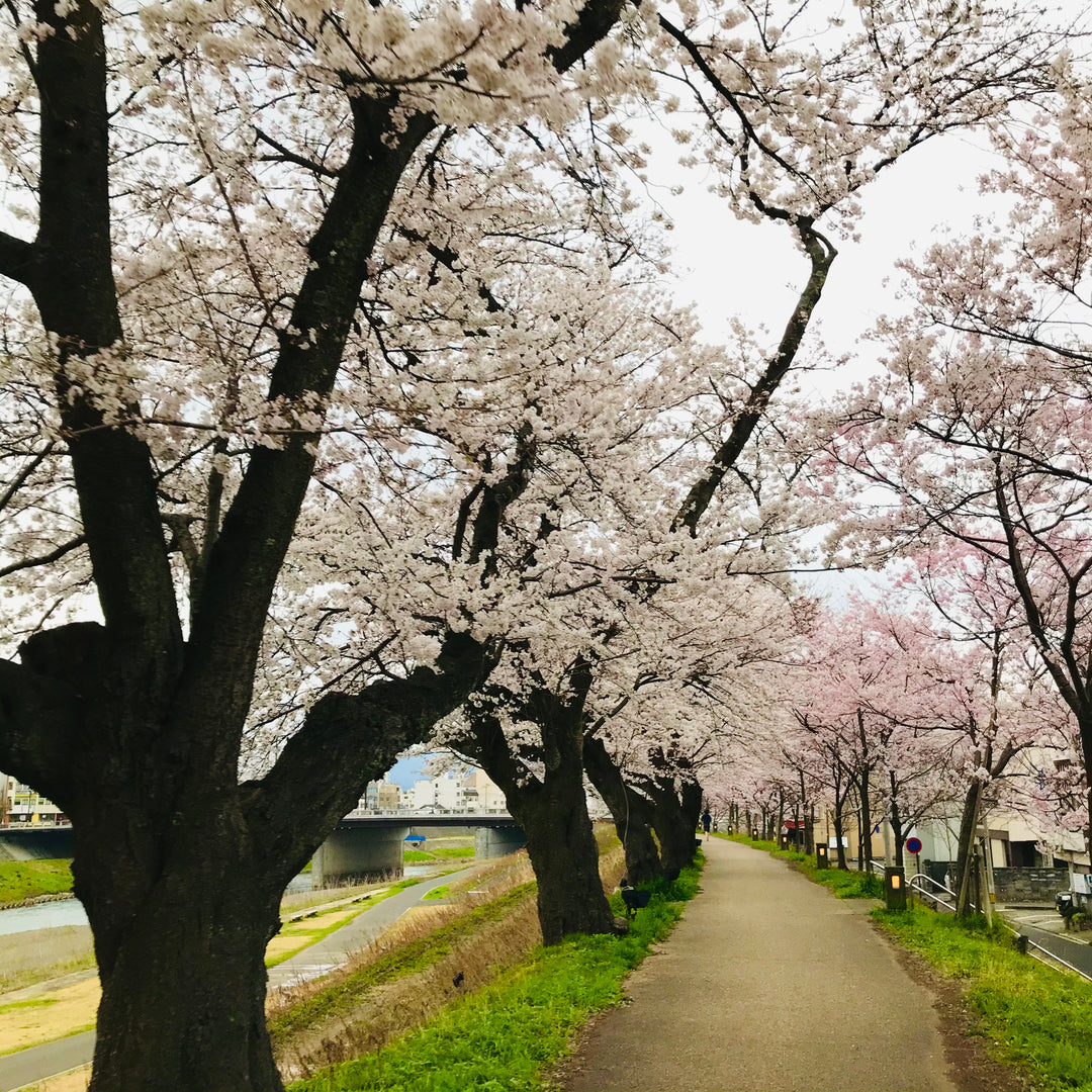 さくら　eco米 51GVk0bjsKL._AC_SY300_QL30_.jpg